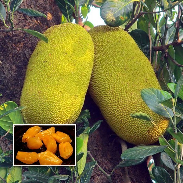 Honey Jackfruit Plants — Jackfruit sapling available at Agro Nursery Garden